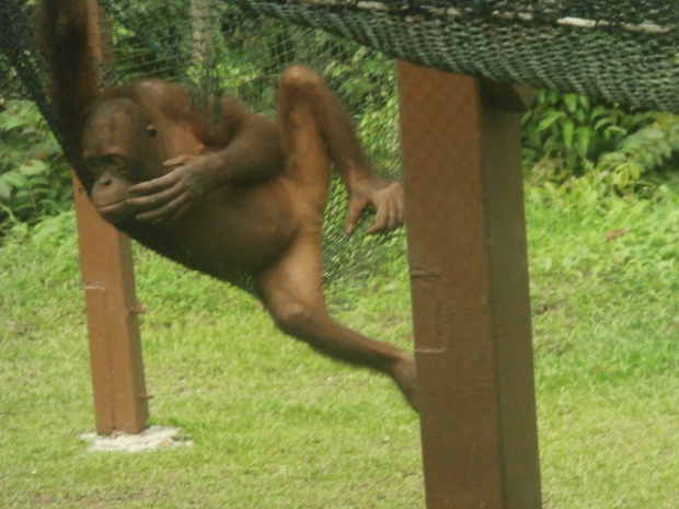 Seriously young orangutan are so cute!